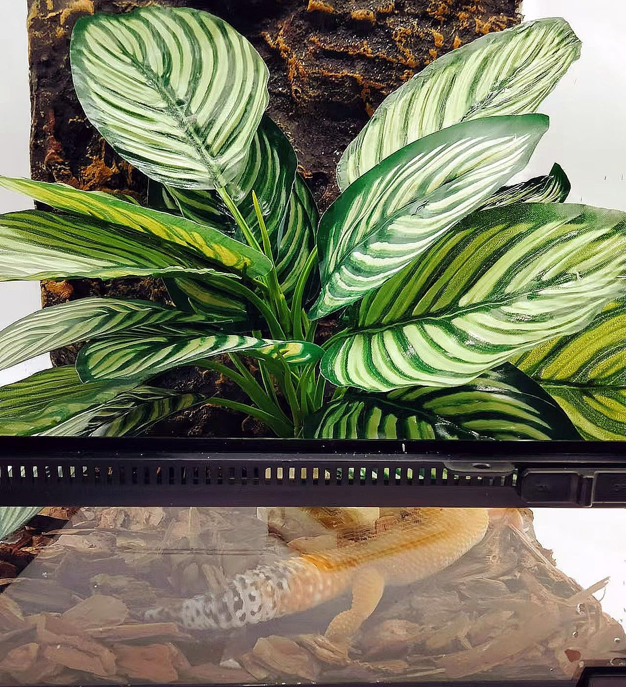 FLmoving accessoire cadeau dragon barbu et gecko à crête pour terrarium.