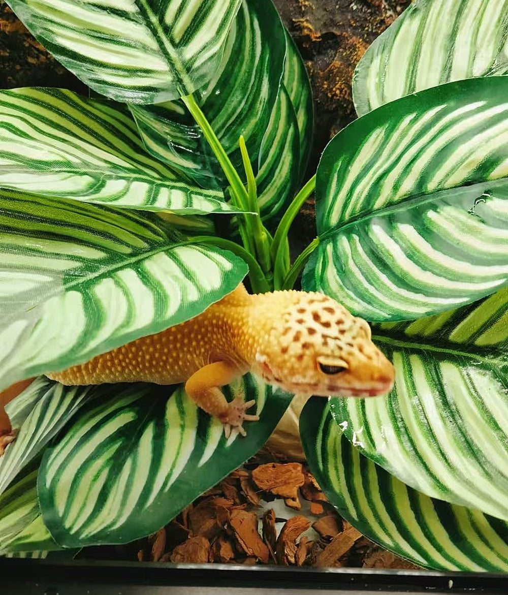 FLmoving deco terrarium sans odeur, entretien facile.