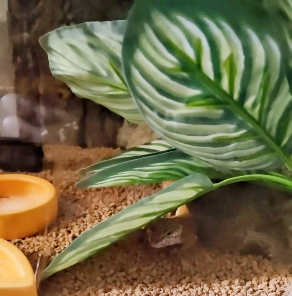 FLmoving ensemble robuste et durable, sûr pour les reptiles.