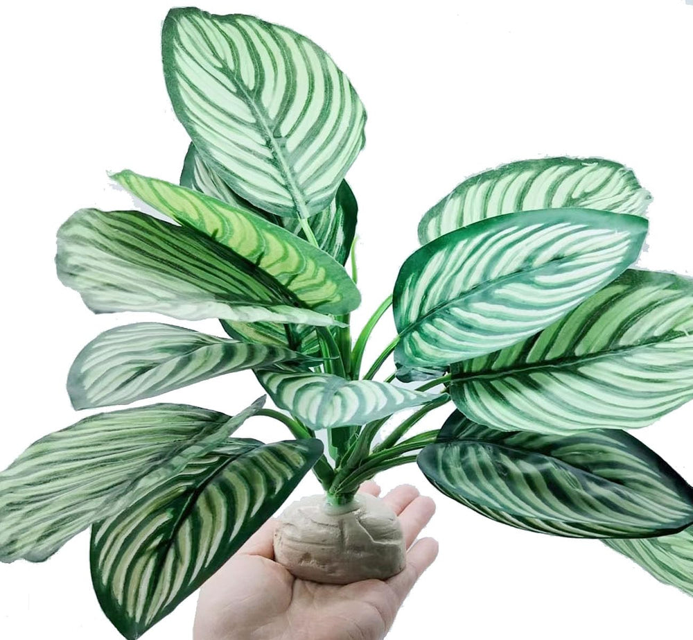 FLmoving feuillage Calathea Makoyana, détail réaliste pour habitat plus authentique.