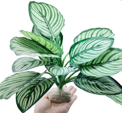 FLmoving feuillage Calathea Makoyana, détail réaliste pour habitat plus authentique.