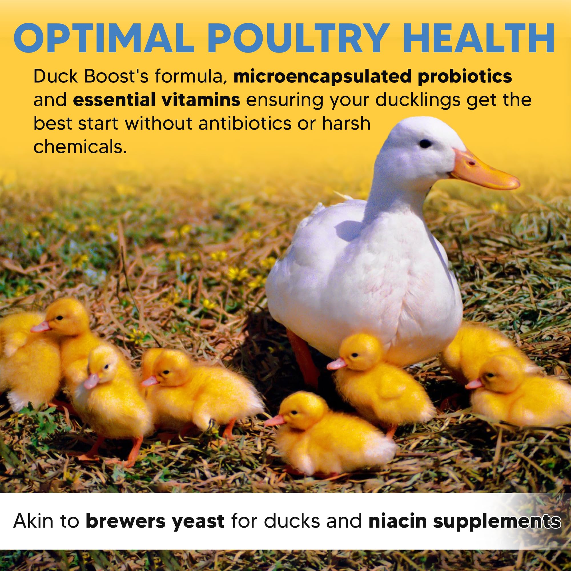 Cuillère-doseuse Duck Boost pour dosage simple chez les canetons.