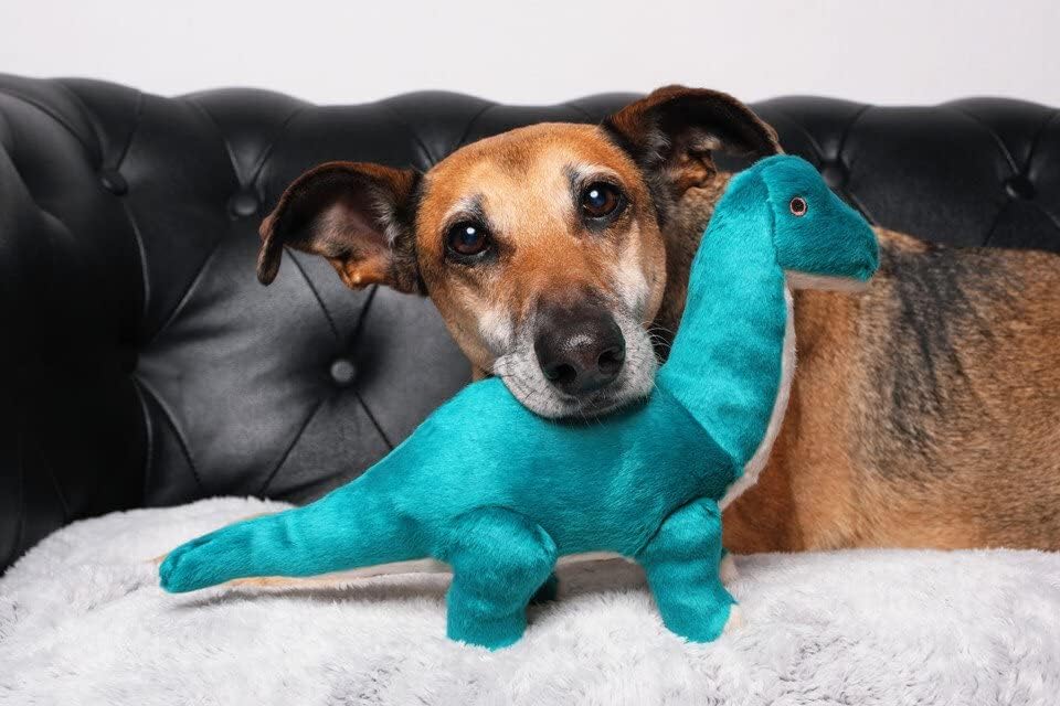 Jouet idéal pour sessions actives en intérieur et extérieur pour chiens.