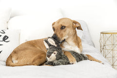 Walter Wabbit, extérieur ultra-doux, câlins rassurants et plaisir ludique.