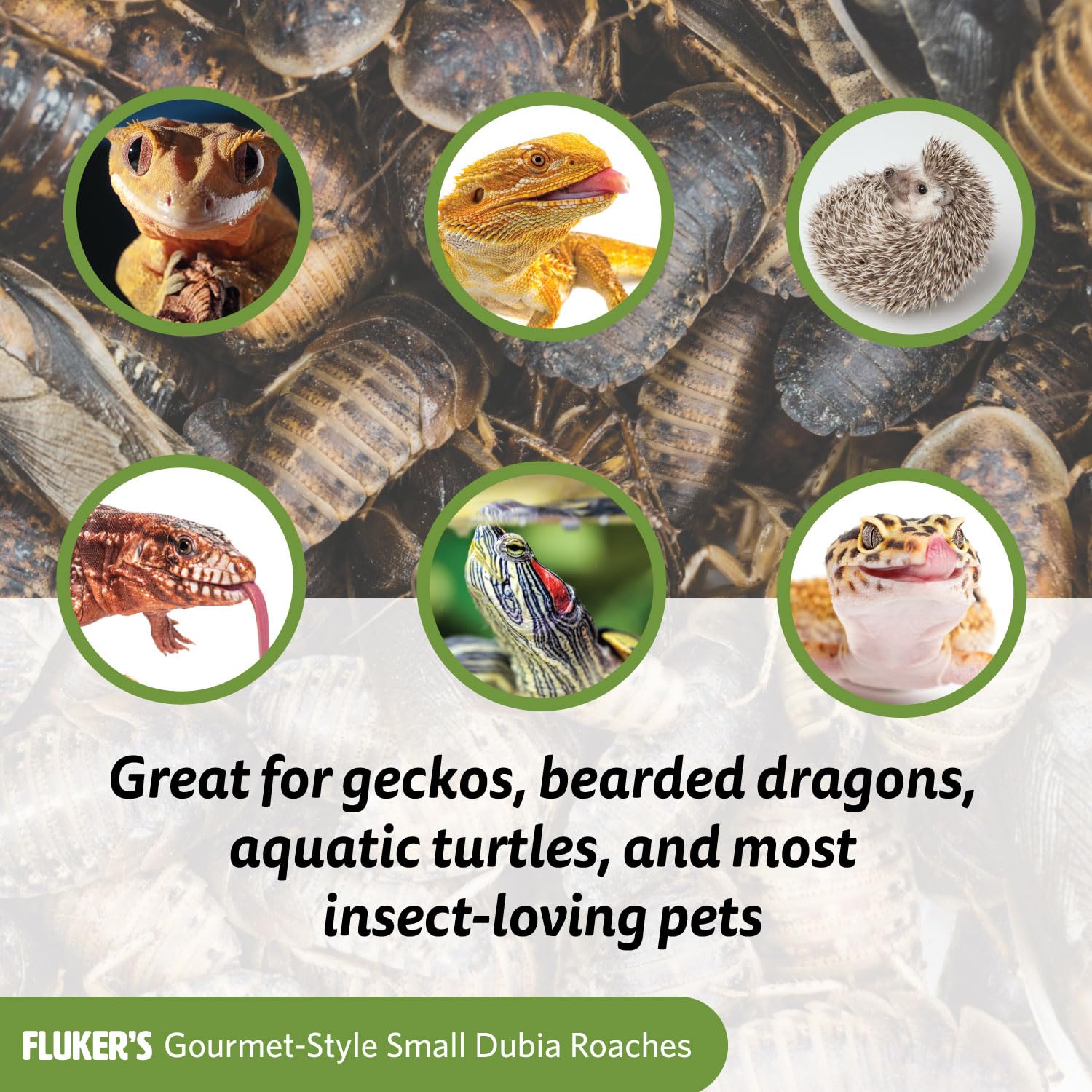 Utilisation pratique pour reptiles et oiseaux, sans insectes vivants à élever