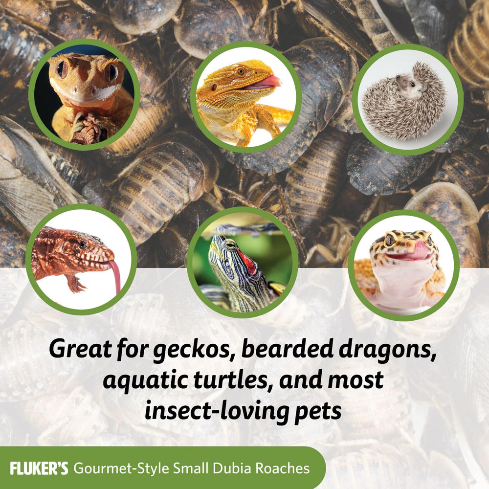 Utilisation pratique pour reptiles et oiseaux, sans insectes vivants à élever