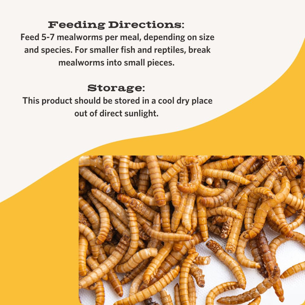 Fluker's mealworms lyophilisés dans un plat prêt à nourrir les reptiles.