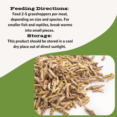Fluker's sauterelles lyophilisées en portions pratiques, diversité nutritionnelle pour reptiles.