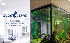 Flux RX 7000mg eau claire dans l'aquarium