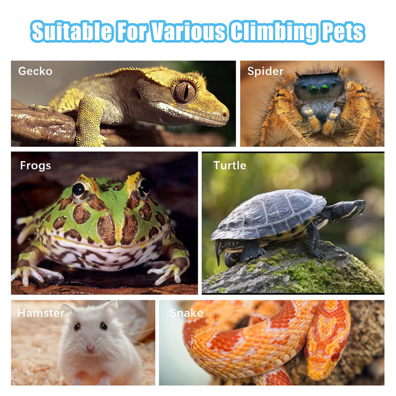 Flylin assiette reptile habitat stable, évite renversements.