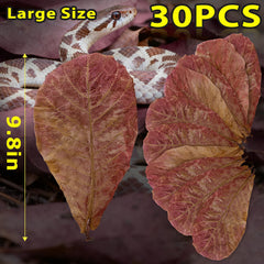 FlyweightZ ensemble de feuilles d’amandier indien 9,8 po, décoration naturelle et refuge pour poissons