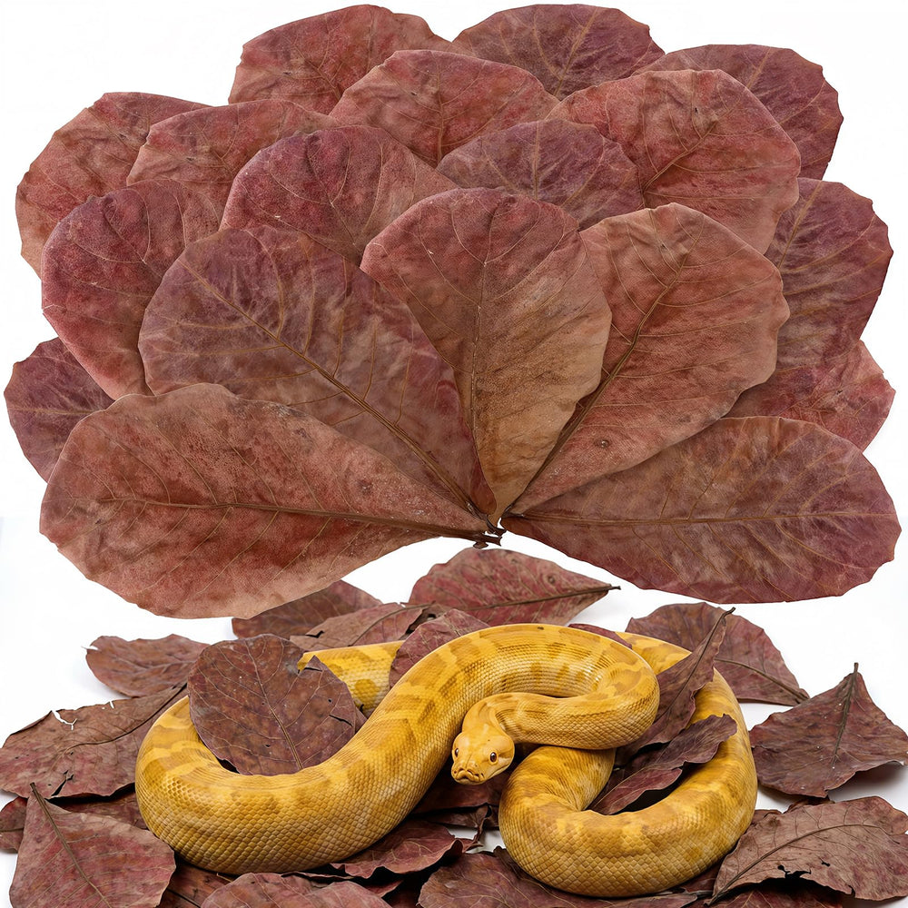 FlyweightZ gros plan sur feuilles d’amandier indien 9,8 po, apport naturel et apaisement pour l’aquarium