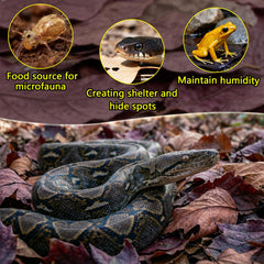 FlyweightZ feuilles pour terrarium avec serpent, ambiance naturelle et sécurité accrue