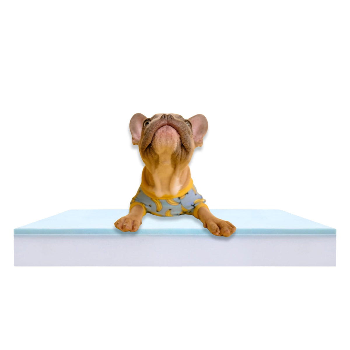Foam Global coussin mousse orthopédique pour chien offrant un soutien durable