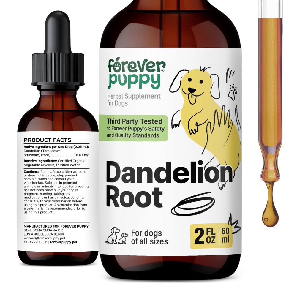 Forever Puppy Dandelion Root Drops sur flacon, soutien hépatique potentiel pour chien.