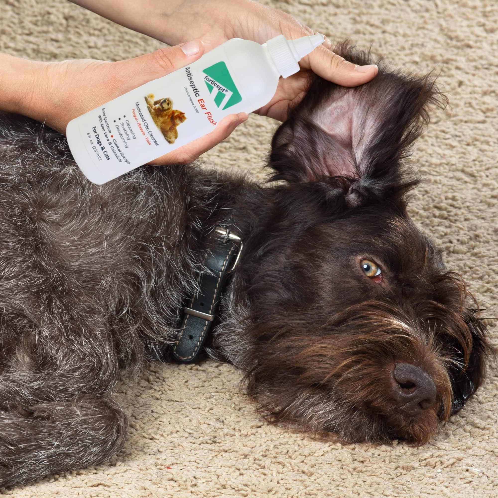 Forticept applicateur oreilles chat: application simple pour chiens et chats.