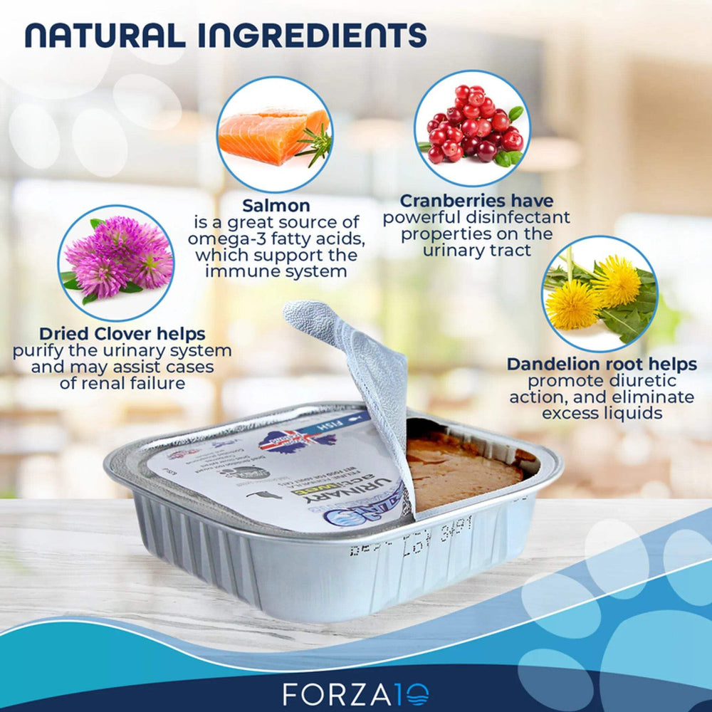 Forza10 Chat Saumon assiette servie, repas humide prêt à déguster.