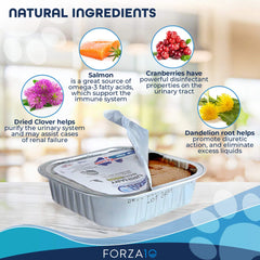 Forza10 Chat Saumon assiette servie, repas humide prêt à déguster.