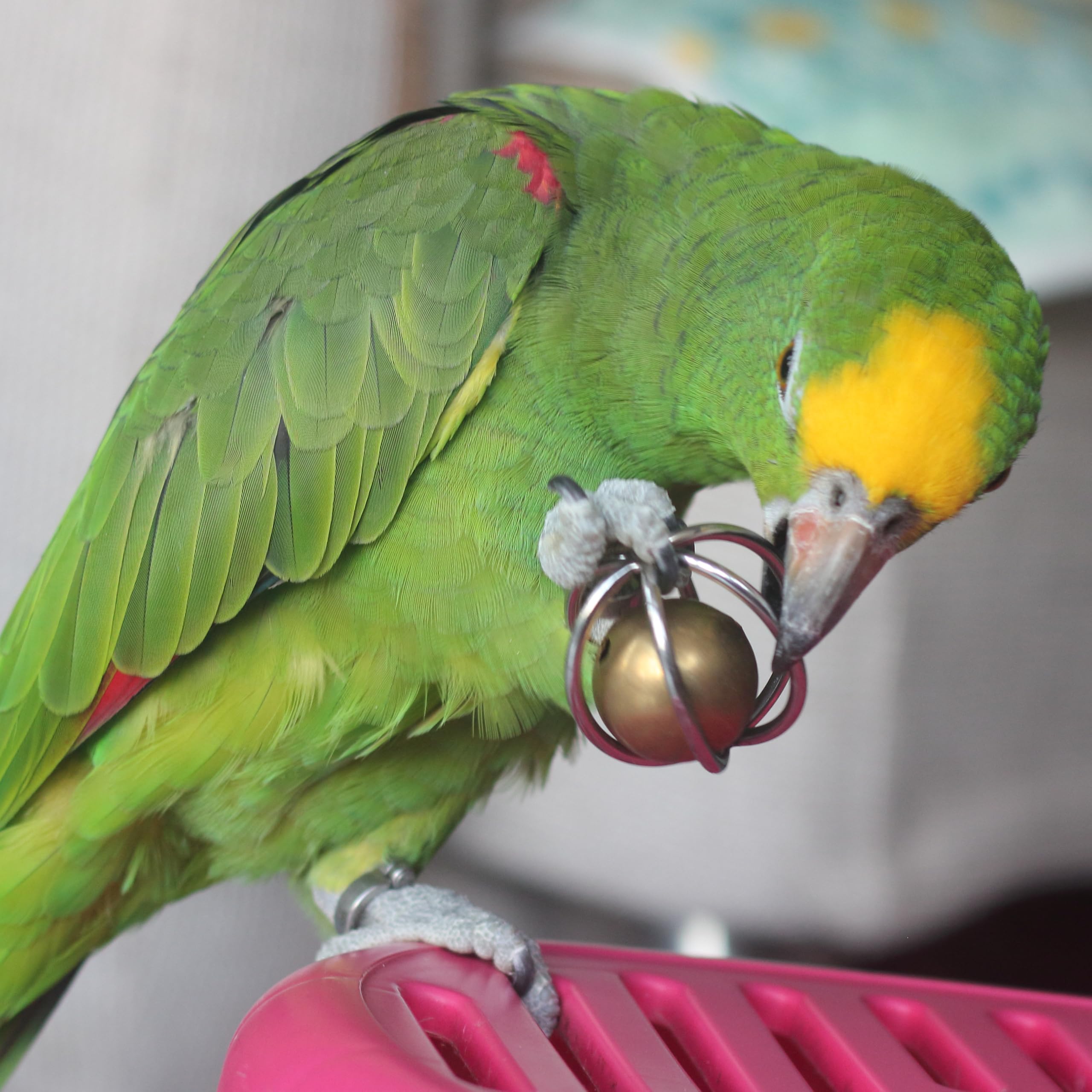 Stimulation comportementale Fosrion, enrichissement pour oiseaux intelligents.