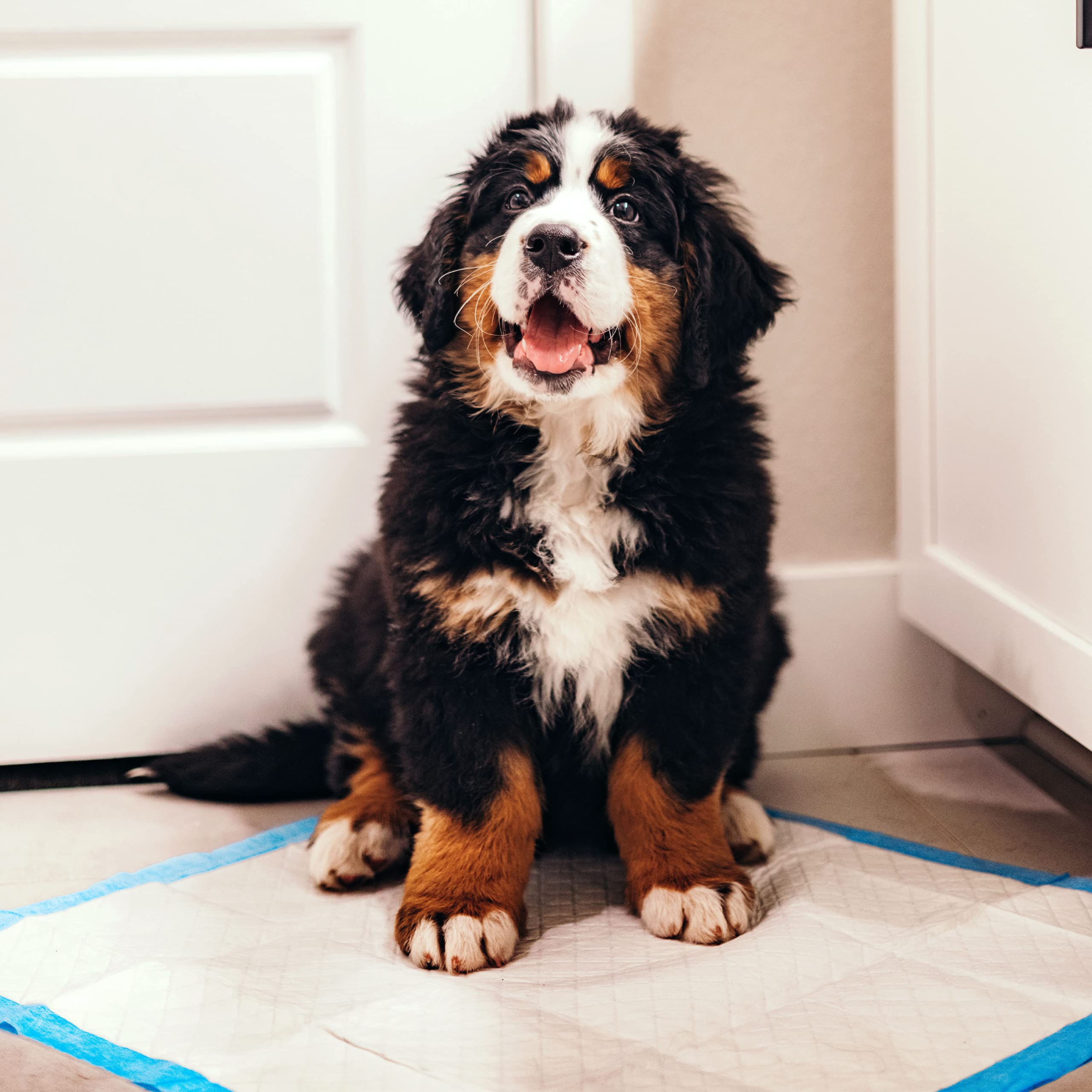 Tapis-pipi Four Paws Wee-Wee dimensions 22x23 pouces.