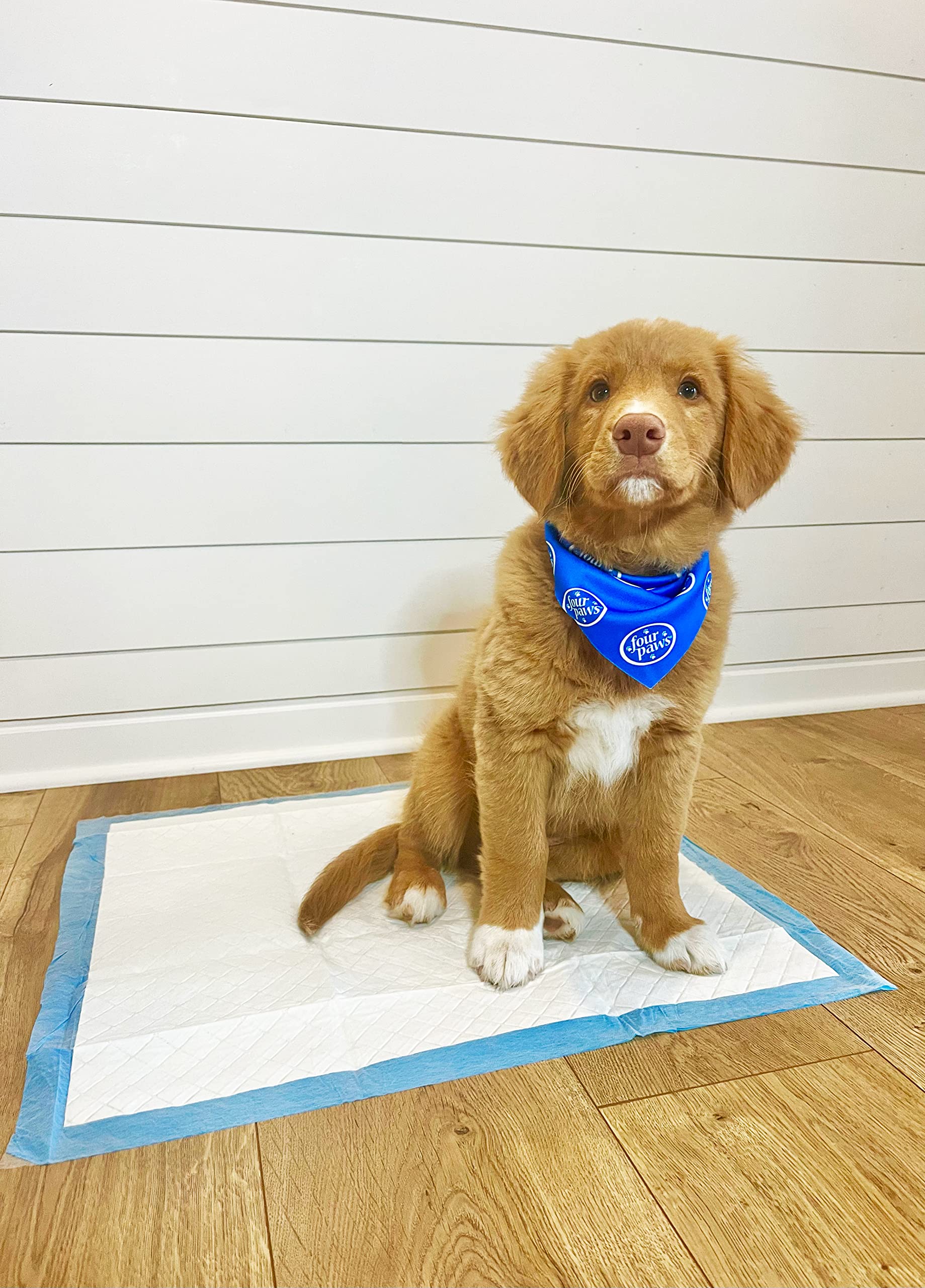 Emballage compact Four Paws Wee-Wee, moins d’impact environnemental.