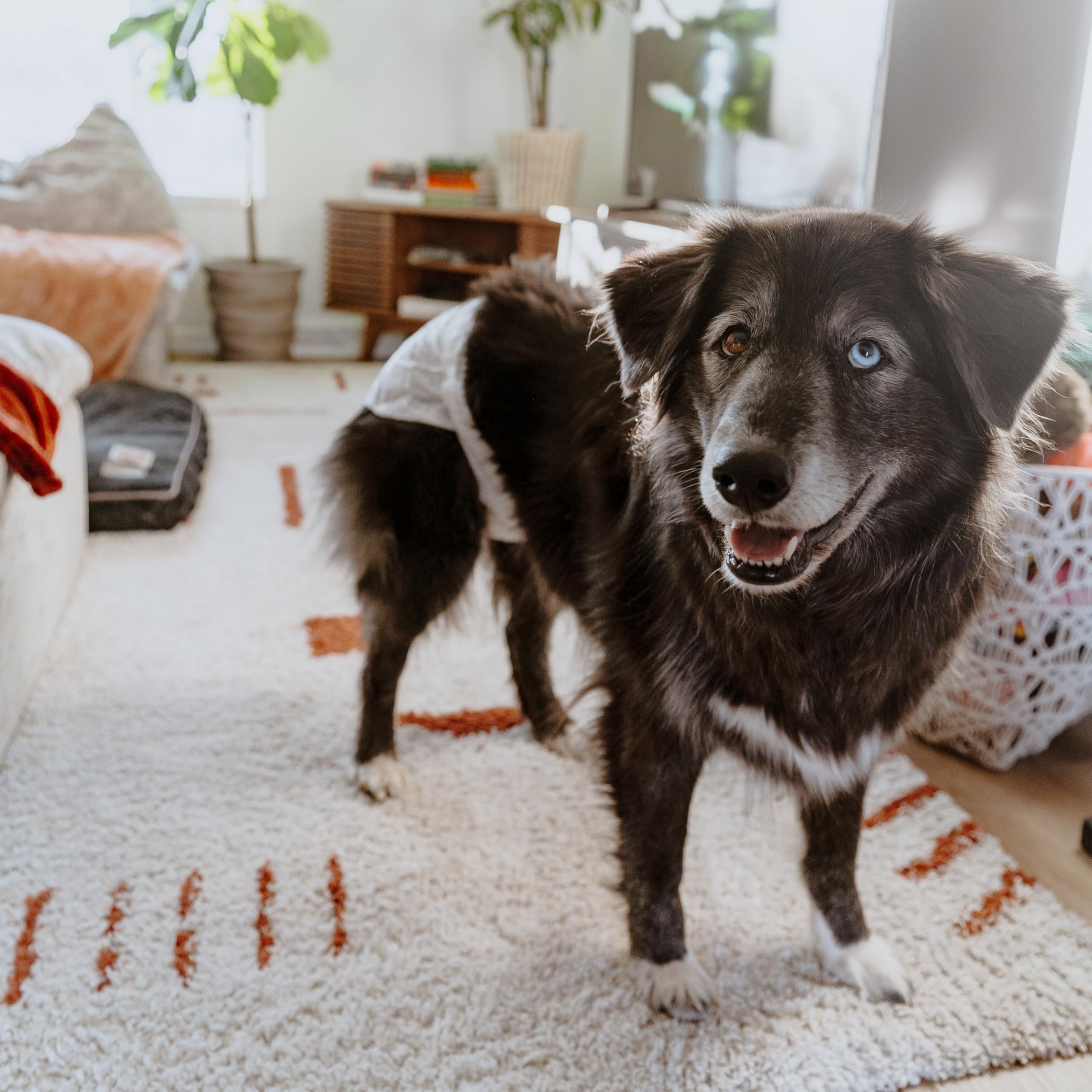 Four Paws Wee-Wee design-confort-flexible suivant le corps du chien