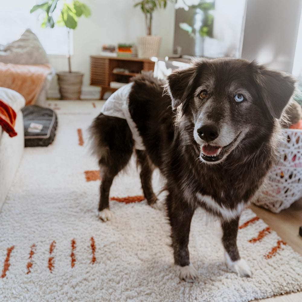 Four Paws Wee-Wee design-confort-flexible suivant le corps du chien