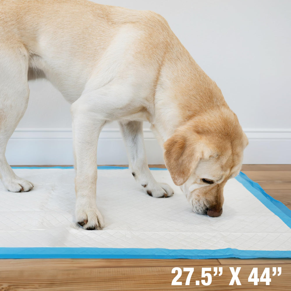 Four Paws Wee-Wee Pad nettoyage quotidien après l’utilisation.