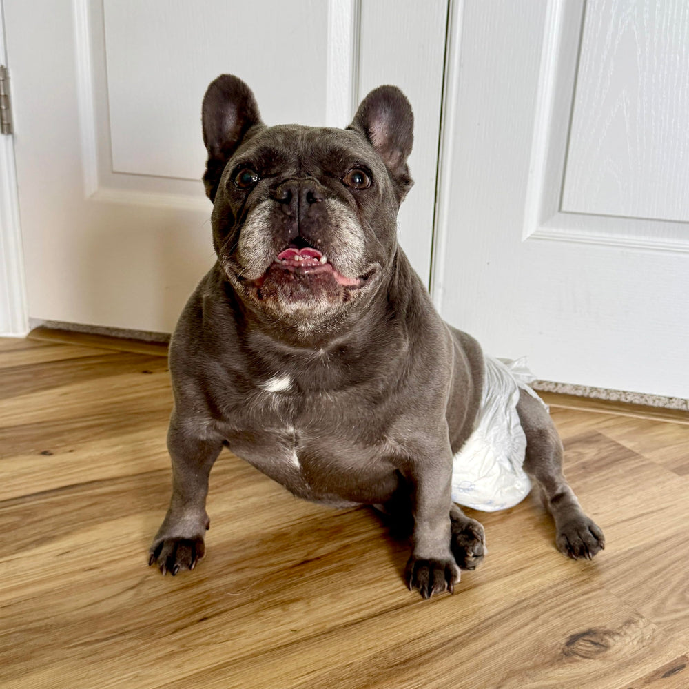 Four Paws Wee-Wee: trou pour queue et ajustement mousse pour un maintien confortable.