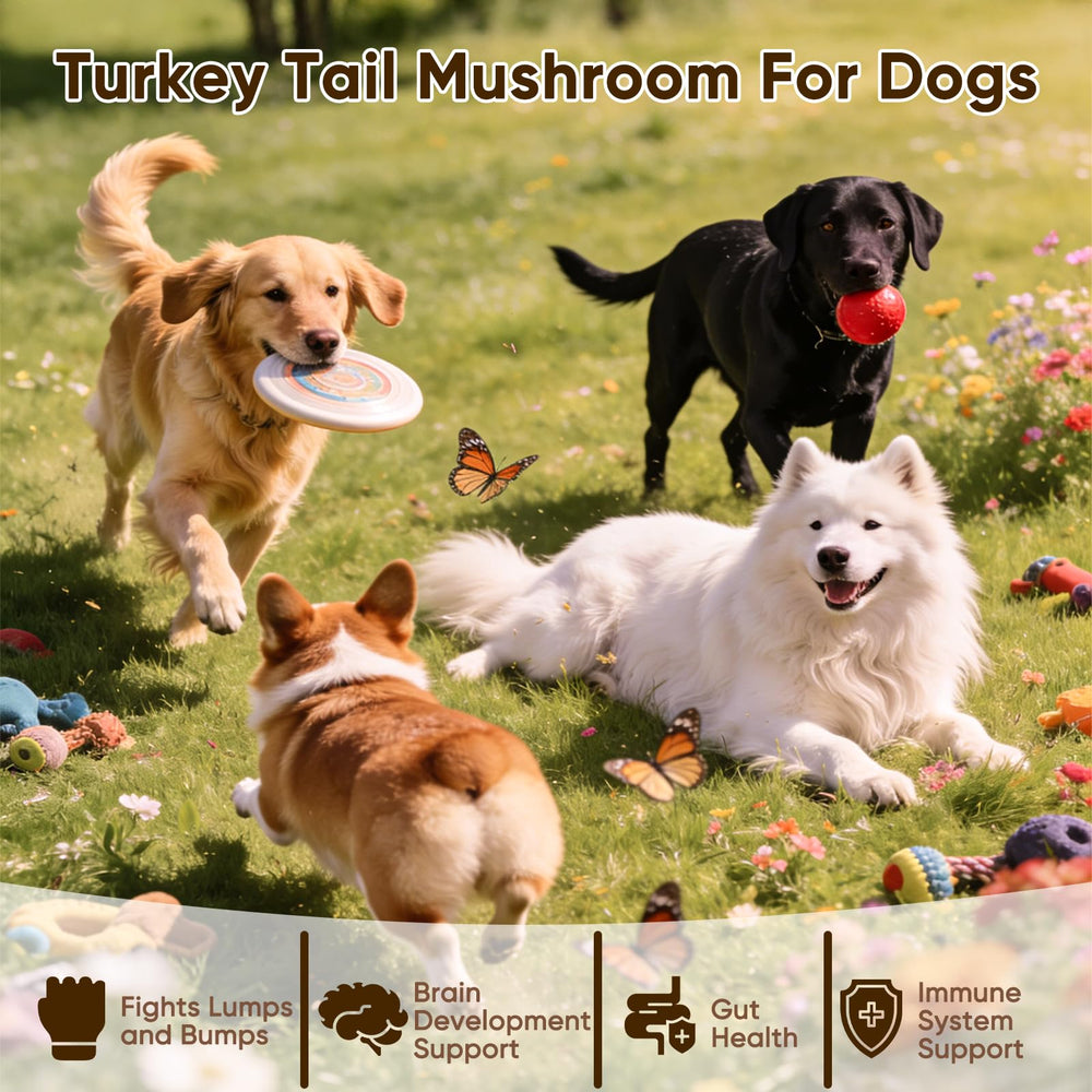 Texture des friandises FQMUEV pour chiens, aspect croquant et appétent.