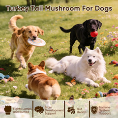 Texture des friandises FQMUEV pour chiens, aspect croquant et appétent.