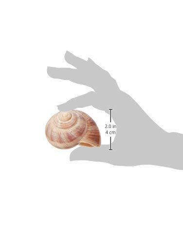 Coquilles escargot Directement de France, en gros pour réceptions et fêtes.