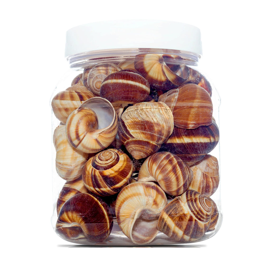 Coquilles escargot Directement de France, nettoyées prêtes à servir pour vos plats.