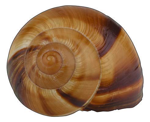 Coquilles escargot Directement de France, usages variés pour cuisson ou décoration.
