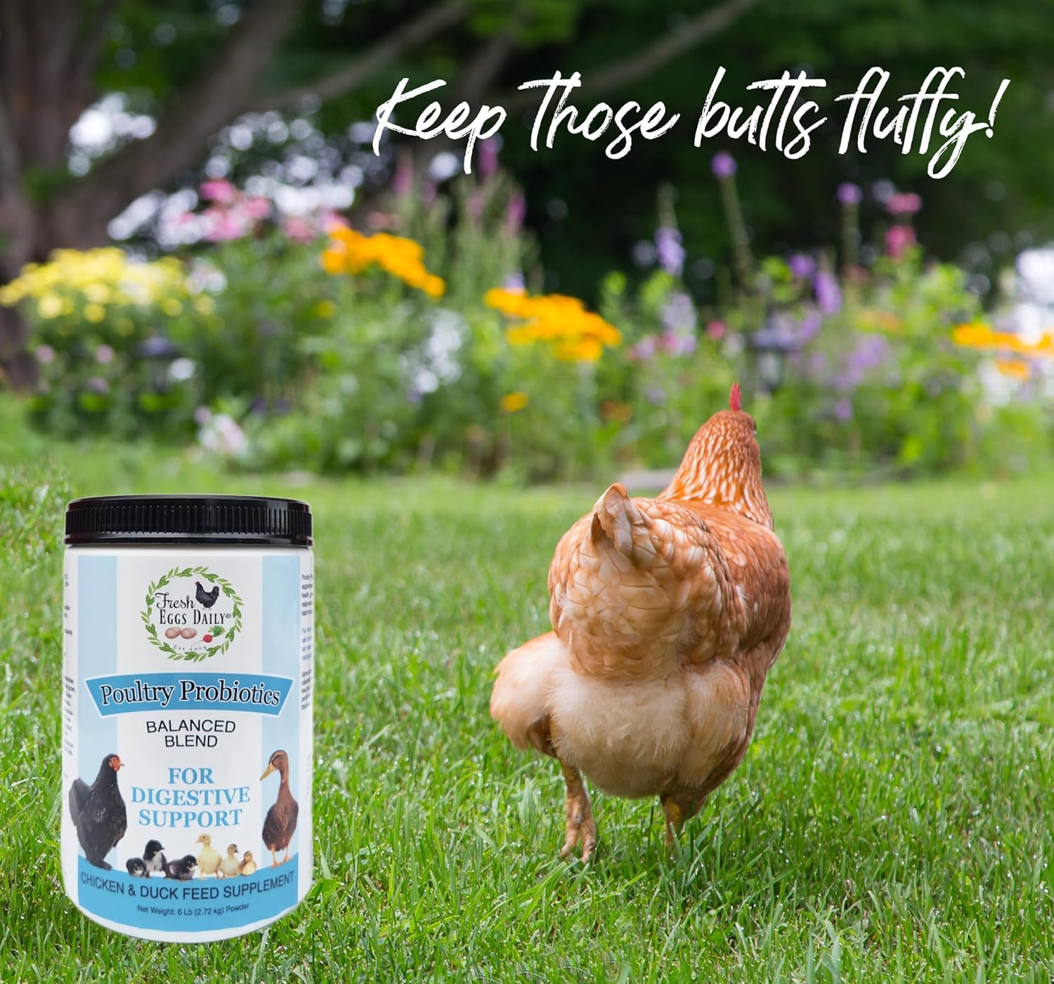 Fresh Eggs Daily Probiotiques – coop: réduction des odeurs dans le poulailler