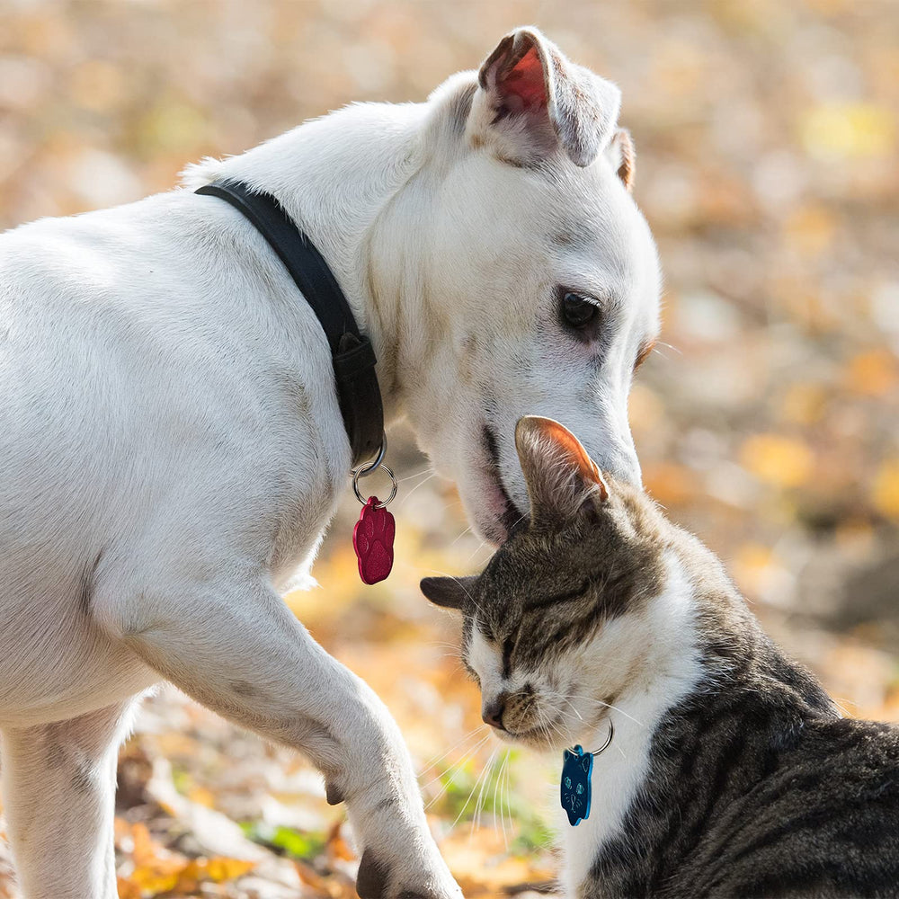Frienda os noir, tag léger pour l'identification durable chien et chat