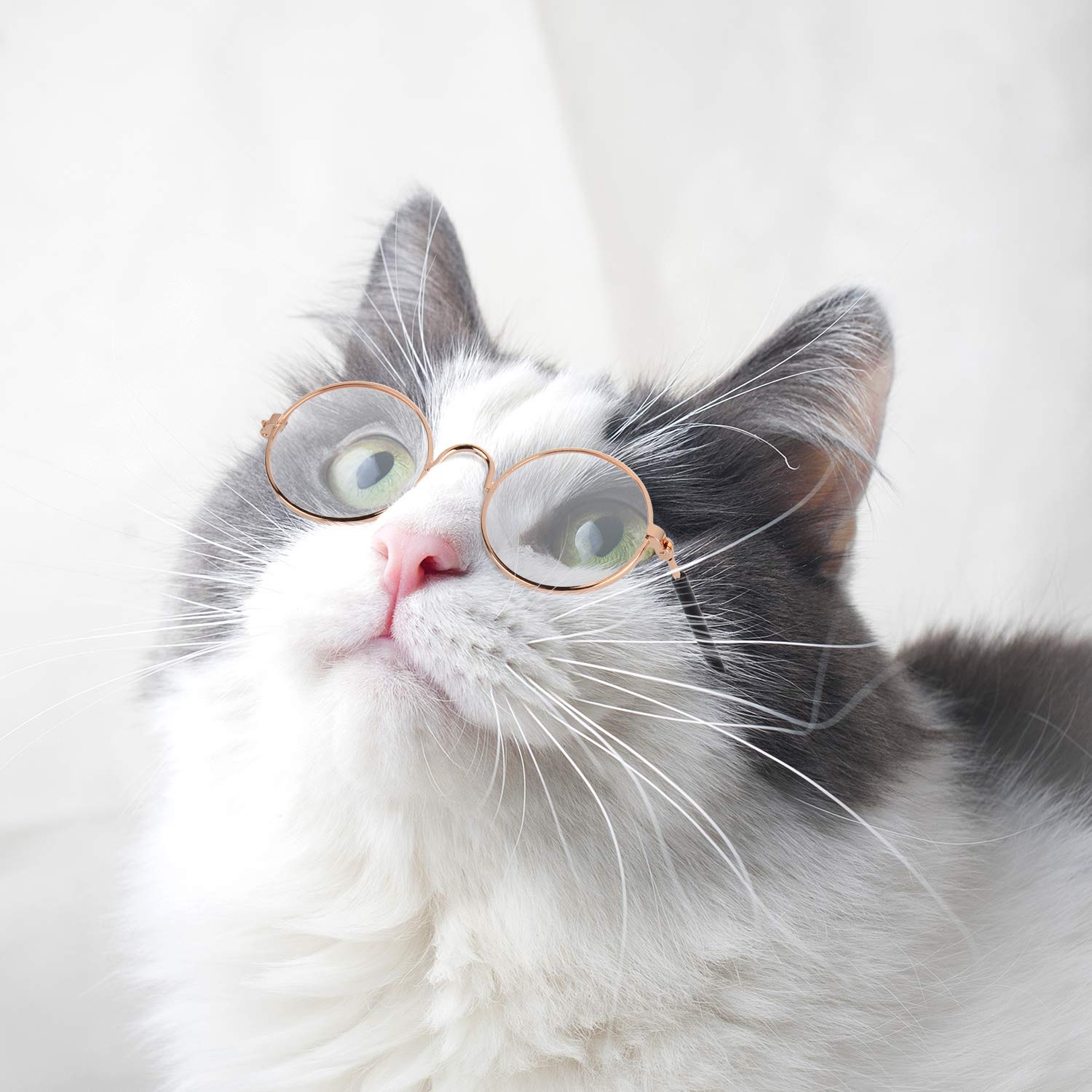 Frienda lunettes pour animaux, un choix polyvalent pour les jeux et fêtes.