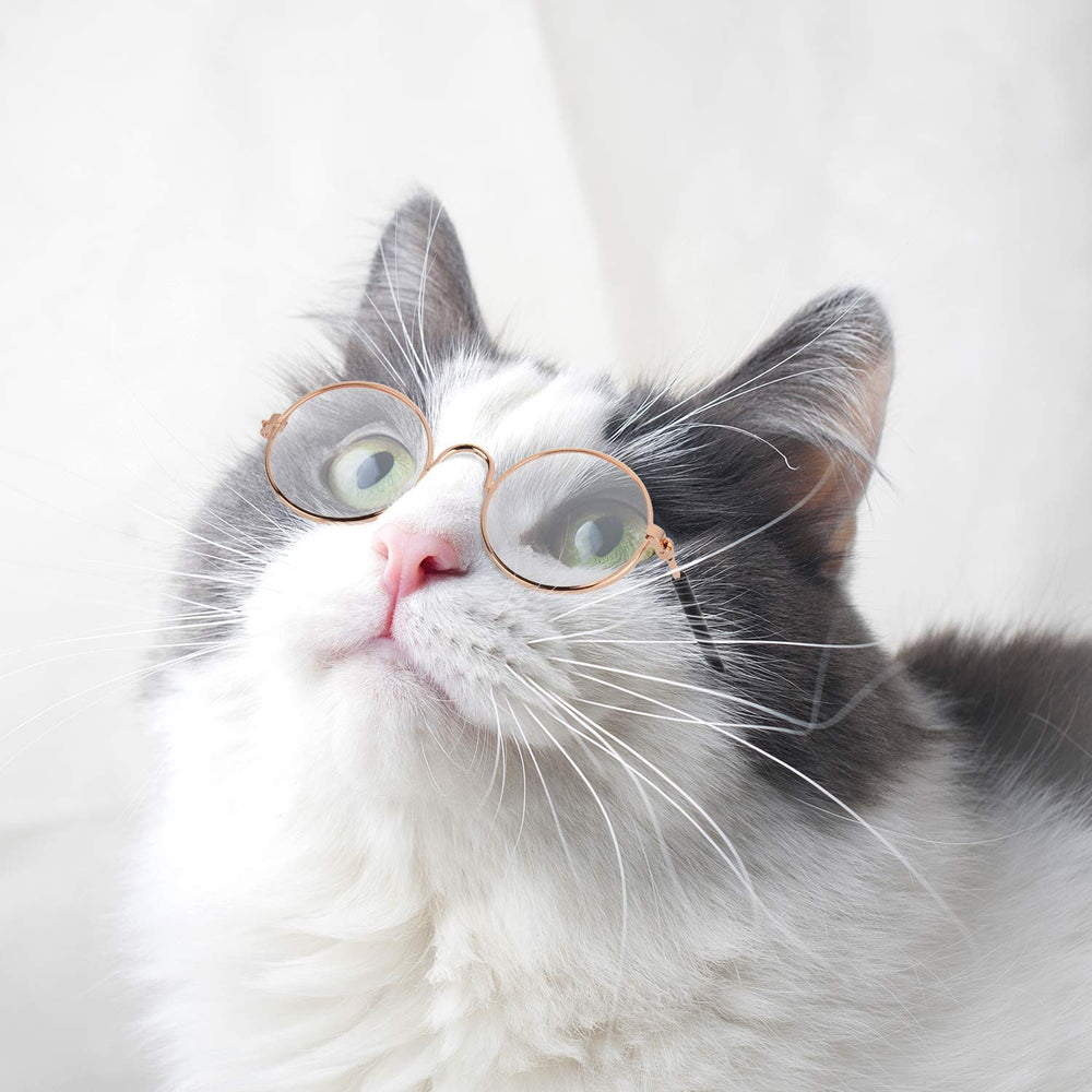 Frienda lunettes pour animaux, un choix polyvalent pour les jeux et fêtes.