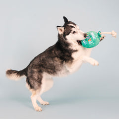 Fringe Studio I Pawty lancer et rapporter pour sessions de fetch