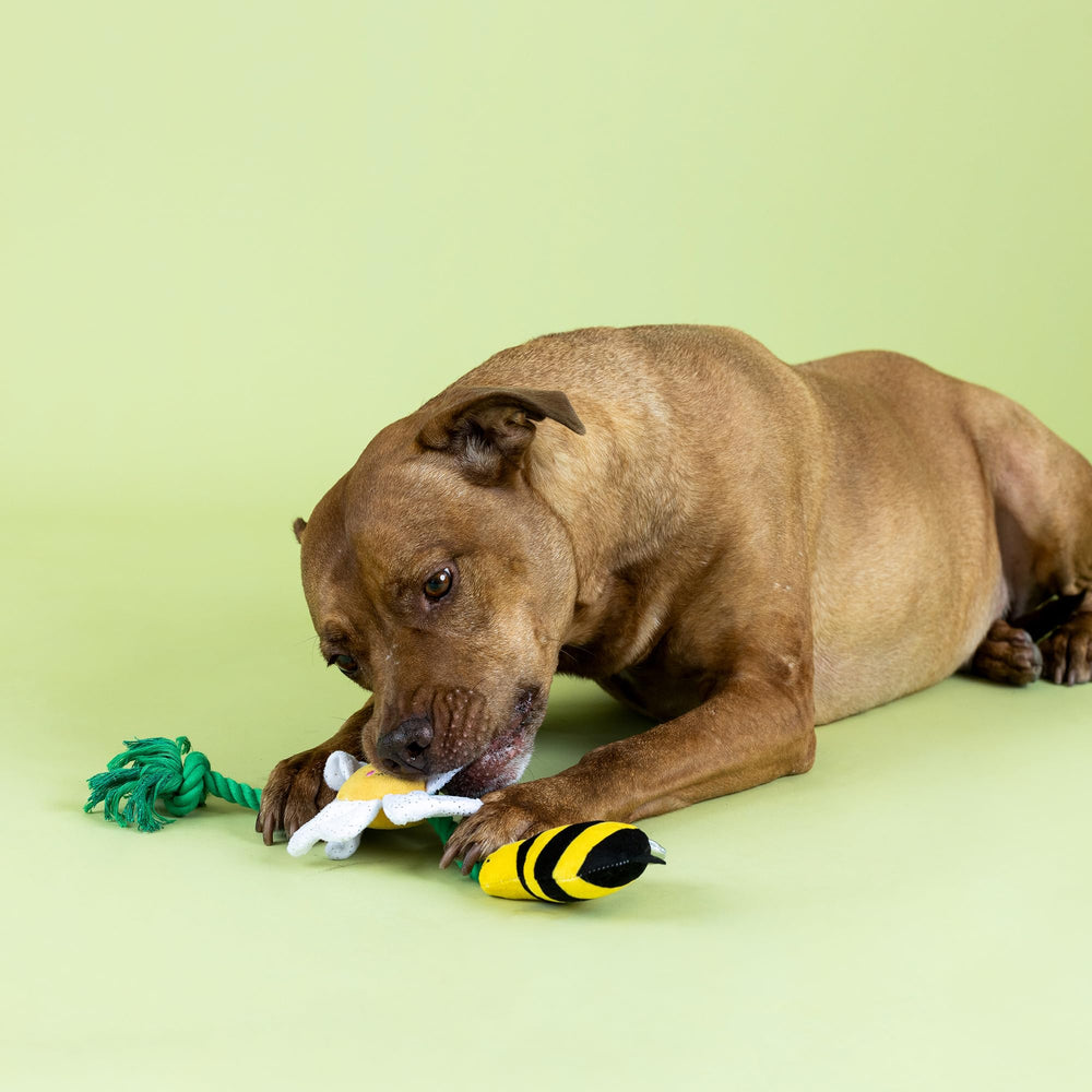 Jouet Fringe Pollen pour chien, corde tirable avec fonction glissante pour tirage