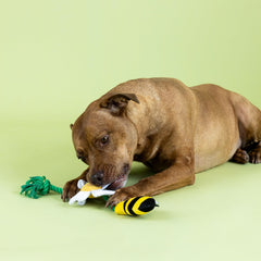 Jouet Fringe Pollen pour chien, corde tirable avec fonction glissante pour tirage
