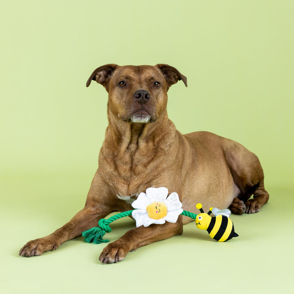 Jouet Fringe Pollen pour chien, texture crinkle pour stimulation sensorielle