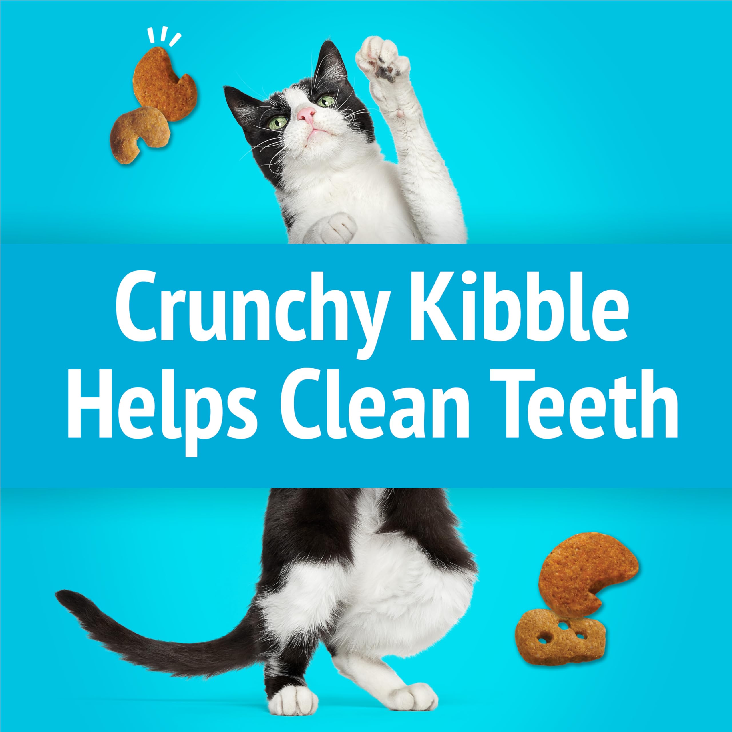 Purina Friskies Mélange Festif Chat curieux sniffant les morceaux.