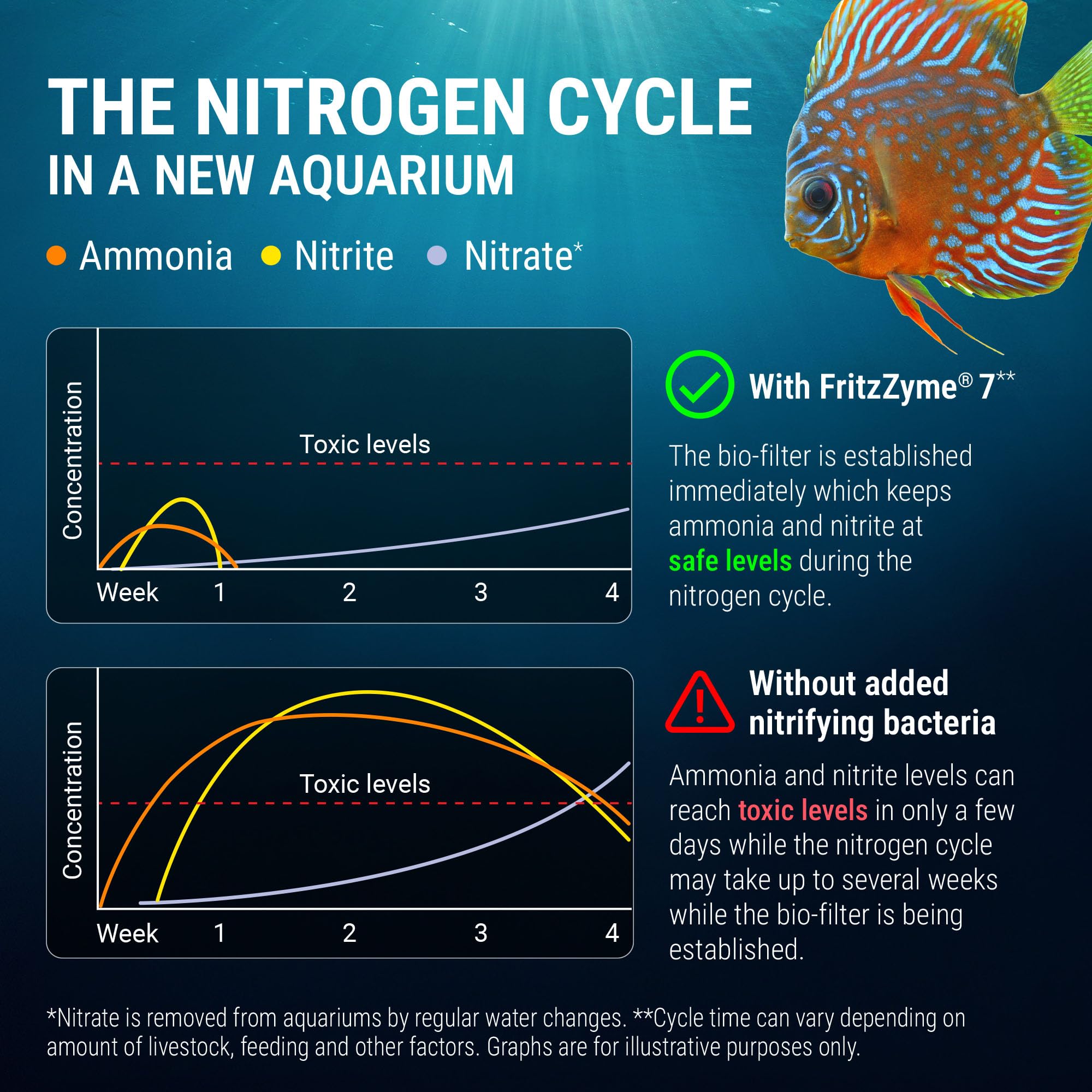 Bactéries nitrifiantes actives dans l’aquarium pour stabilité biologique