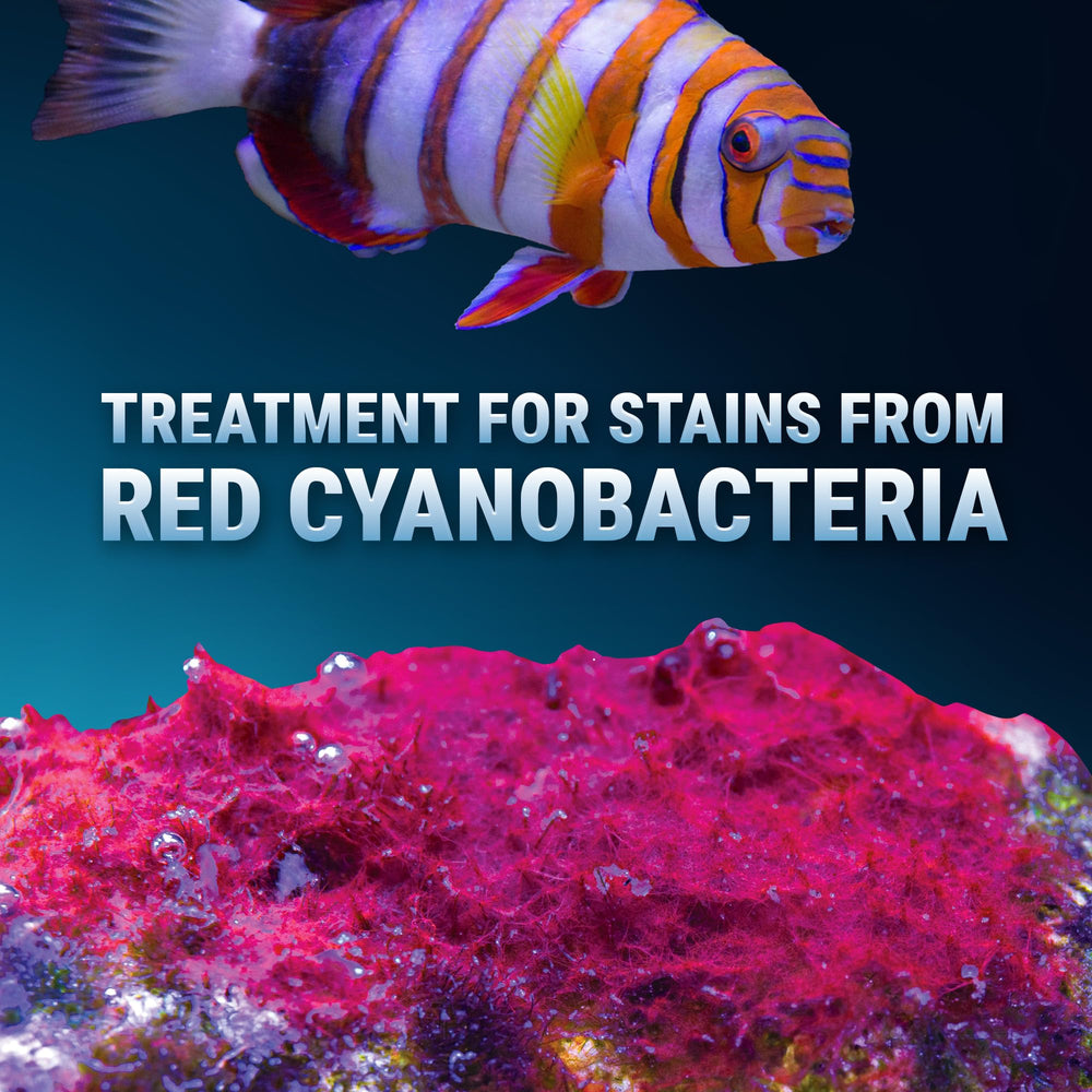 Fritz Aquatics Slime Out – aperçu des résultats en 48h sur l’aquarium.