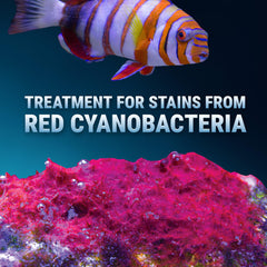 Fritz Aquatics Slime Out – aperçu des résultats en 48h sur l’aquarium.