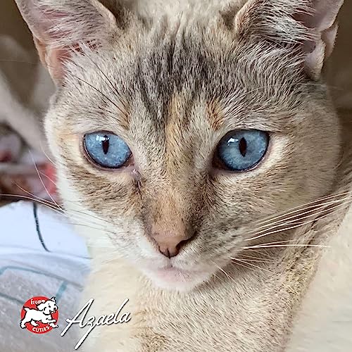Fromm Four-Star habitudes alimentaires premium pour chats exigeants.