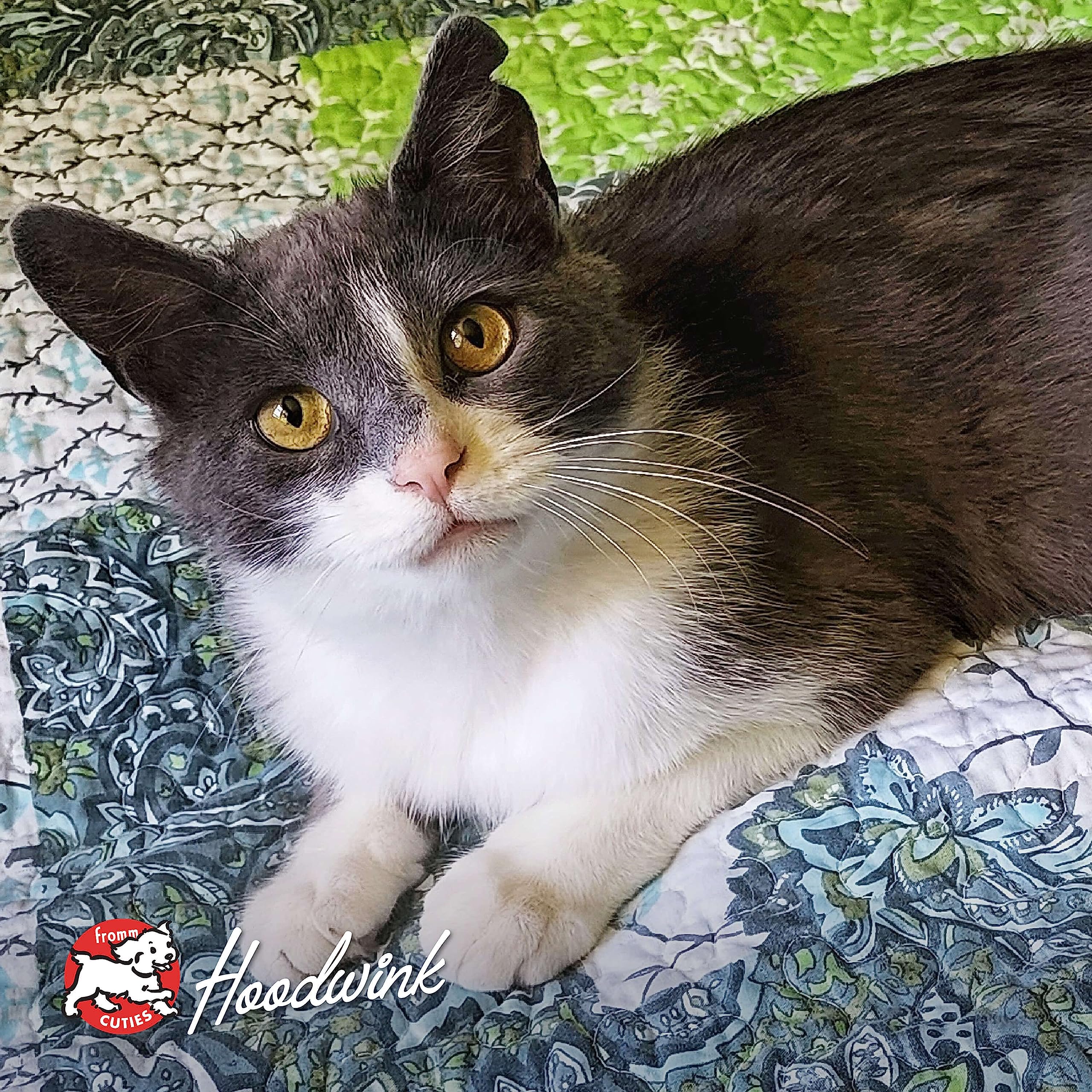 Fromm Four-Star portions quotidiennes recommandées pour chat adulte.