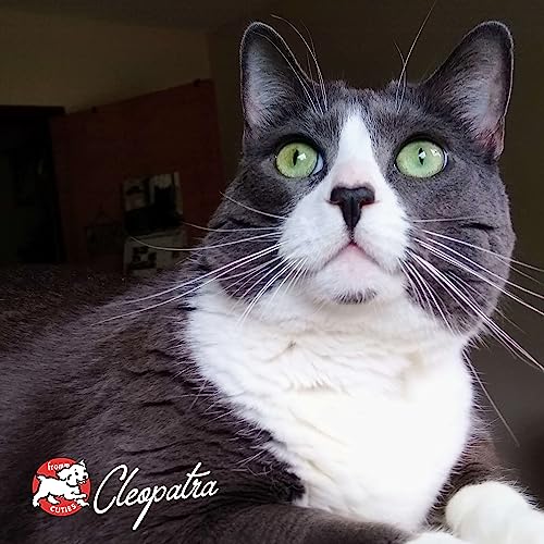 Fromm Four-Star Nutritionals, utilisation quotidienne facile pour chats.
