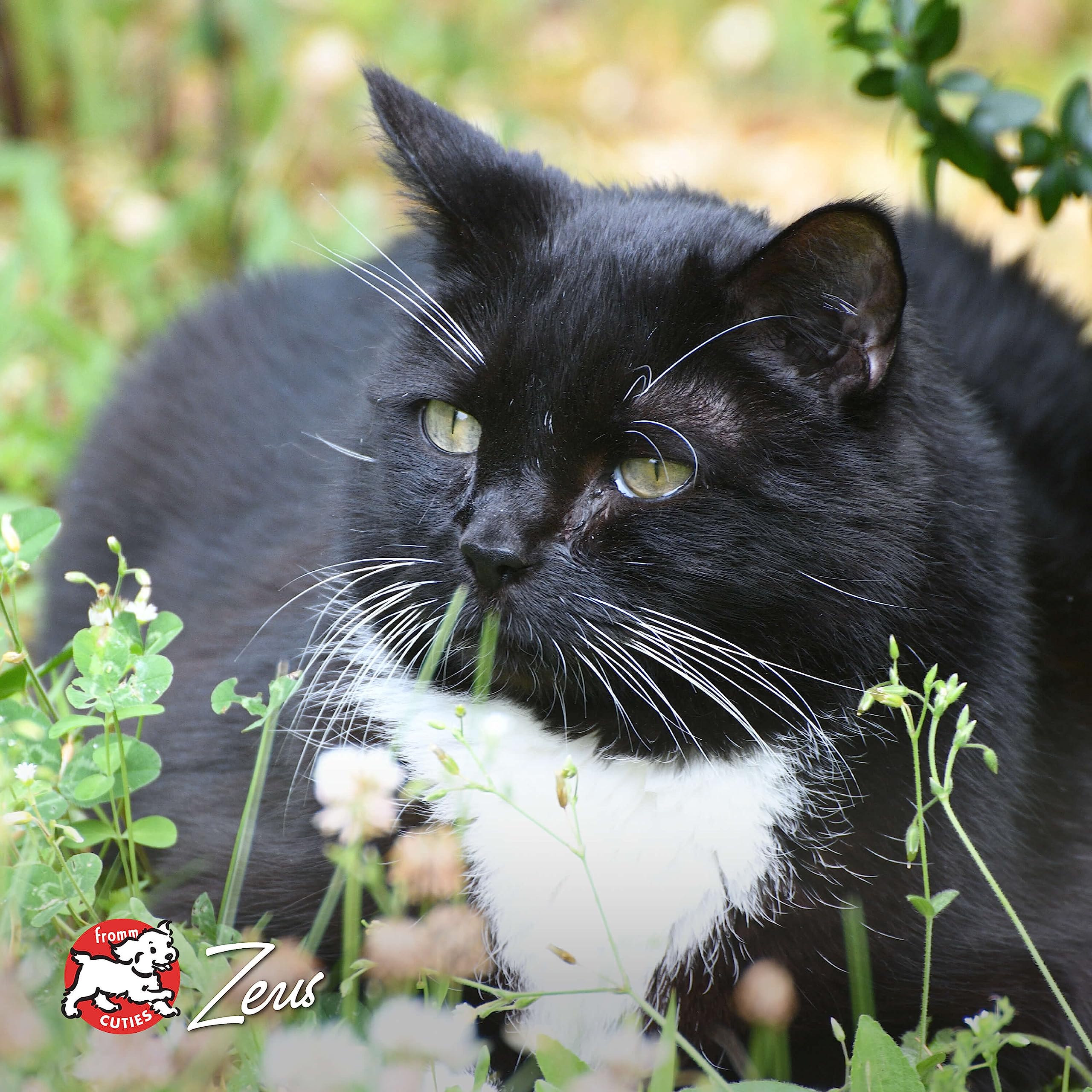 Recette poulet et canard Fromm pour chat